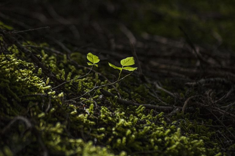 Forest, beautiful flowers, new — examplearticle