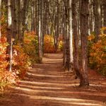 Pine Press Autumn 2026