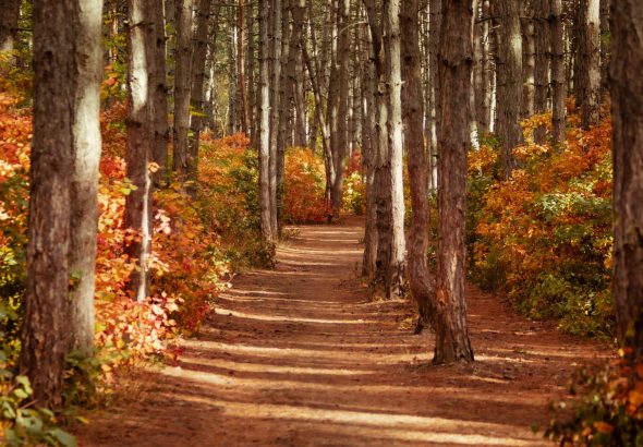 Pine Press Autumn 2026