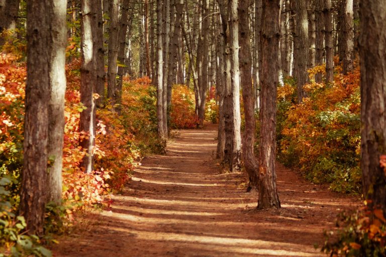 Pine Press Autumn 2026