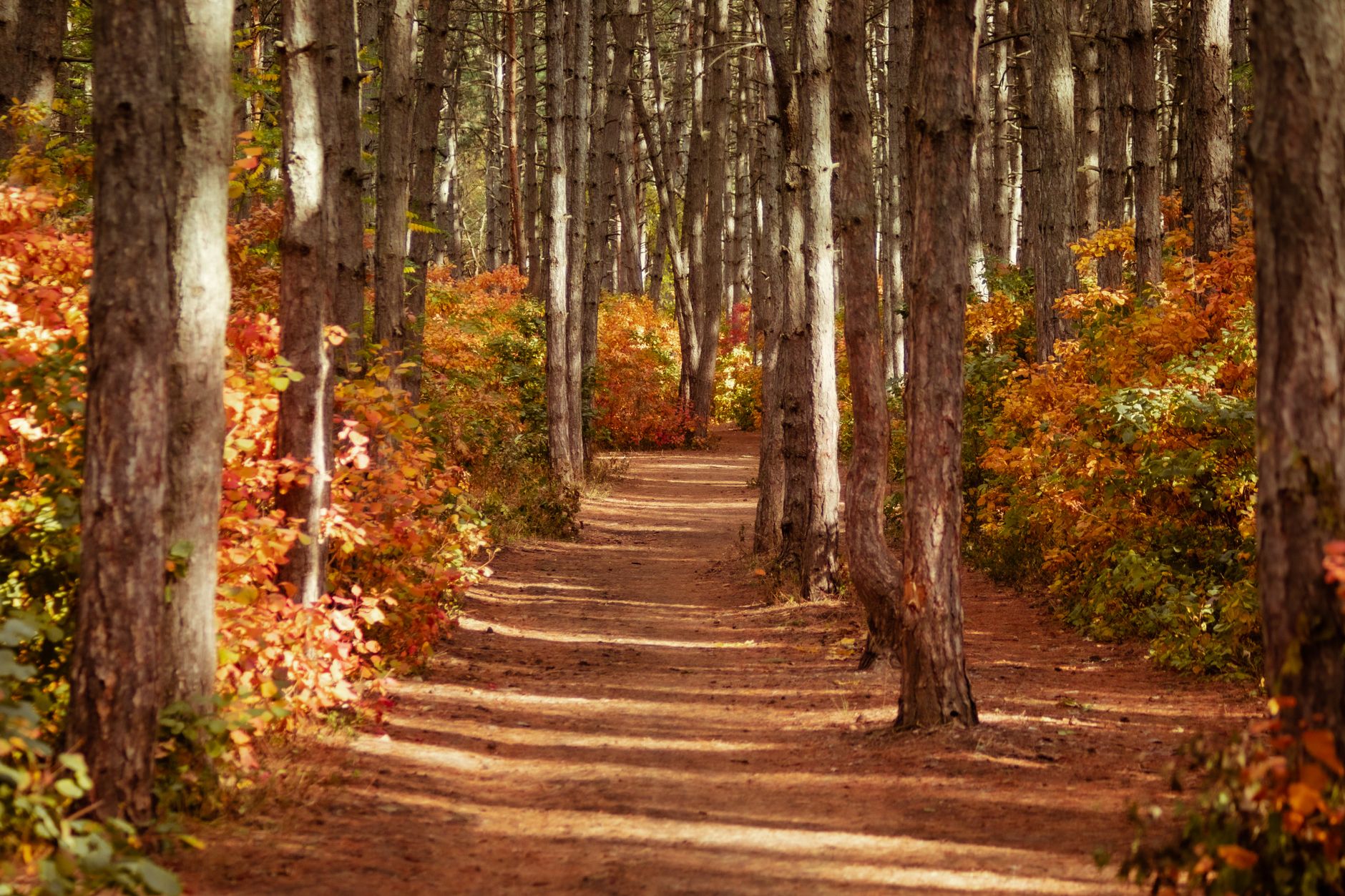 Pine Press Autumn 2026